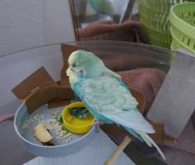 Found Parakeet