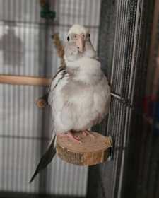 Found Cockatiel