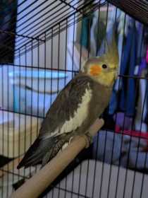 Found Cockatiel