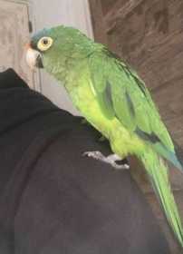 Found Conure