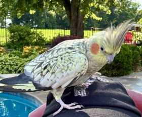 Found Cockatiel
