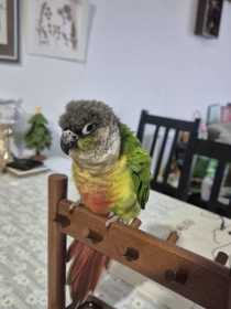 Found Conure