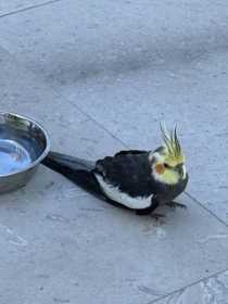 Found Cockatiel