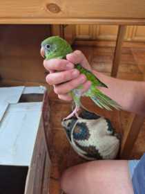 Found Bird / Parrot