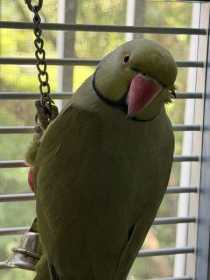 Found Indian Ringneck Parakeet