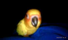 Lost Conure