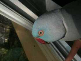 Lost Indian Ringneck Parakeet