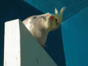 Lost Cockatiel