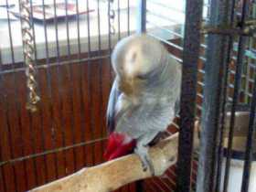 Lost African Grey