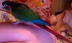 Lost Conure