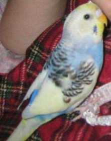 Lost Budgerigar