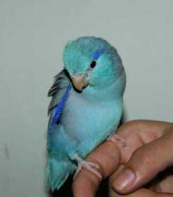 Lost Parrotlet