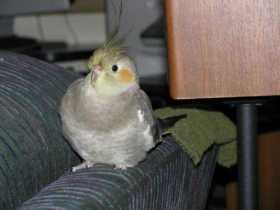 Lost Cockatiel