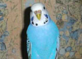 Lost Parakeet