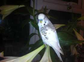Lost Budgerigar
