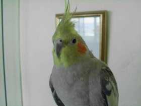 Lost Cockatiel