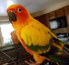 Lost Conure