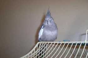 Lost Cockatiel Lost Cockatiel
