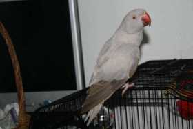 Lost Indian Ringneck Parakeet