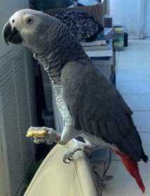 Lost African Grey