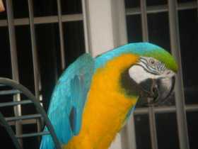 Lost Macaw