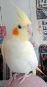 Lost Cockatiel