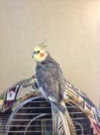 Lost Cockatiel