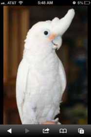 Lost Cockatoo