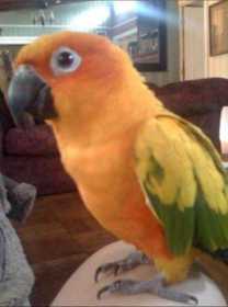 Lost Conure