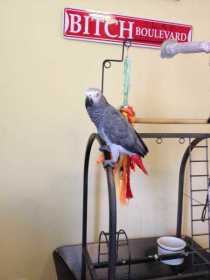 Lost African Grey