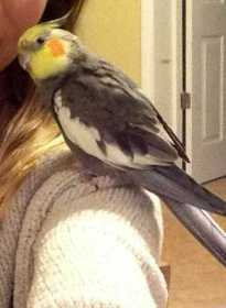 Lost Cockatiel