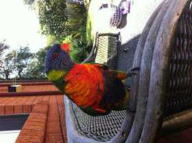 Lost Lory / Lorikeet