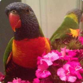 Lost Lory / Lorikeet