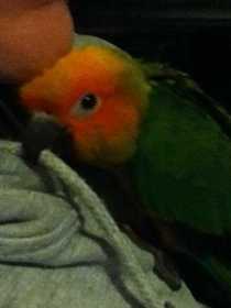 Lost Conure