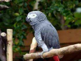 Lost African Grey