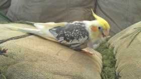 Lost Cockatiel