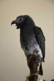 Lost African Grey