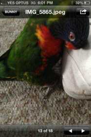 Lost Lory / Lorikeet