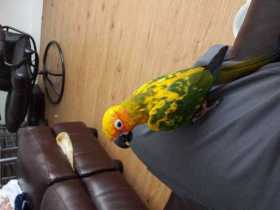 Lost Conure