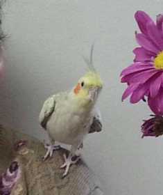 Lost Cockatiel