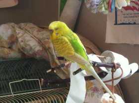 Lost Parakeet