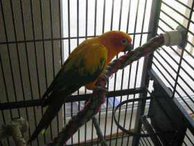 Lost Conure