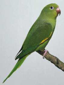 Lost Parakeet