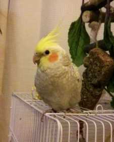 Lost Cockatiel