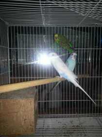 Lost Parakeet