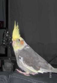 Lost Cockatiel Lost Cockatiel