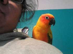 Lost Conure