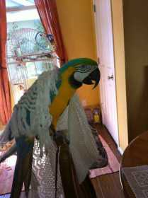 Lost Macaw