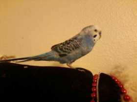 Lost Budgerigar