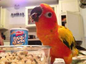 Lost Conure